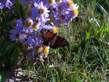 Schmetterlin Schmetterling im Paradiesgarten